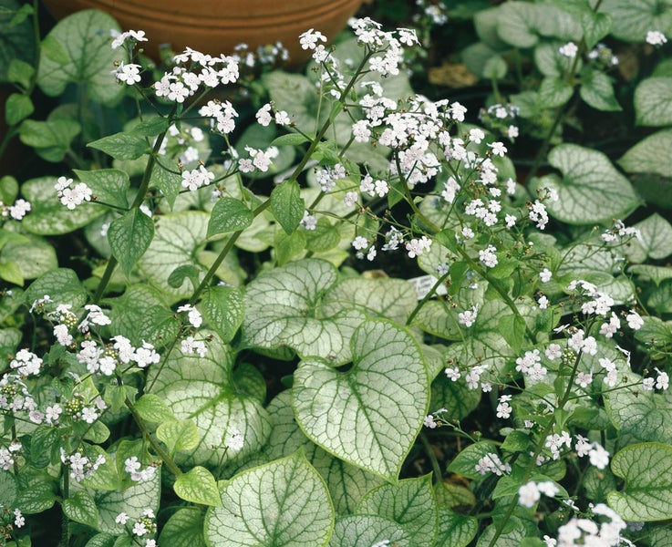 Brunnera macrophylla 'Mr Morse', Kaukasusvergissmeinnicht, weiß, ca. 11x11 cm Topf