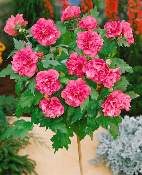 Hibiscus syriacus 'Duc de Brabant', Gartenhibiskus, purpurrot, 40–60 cm