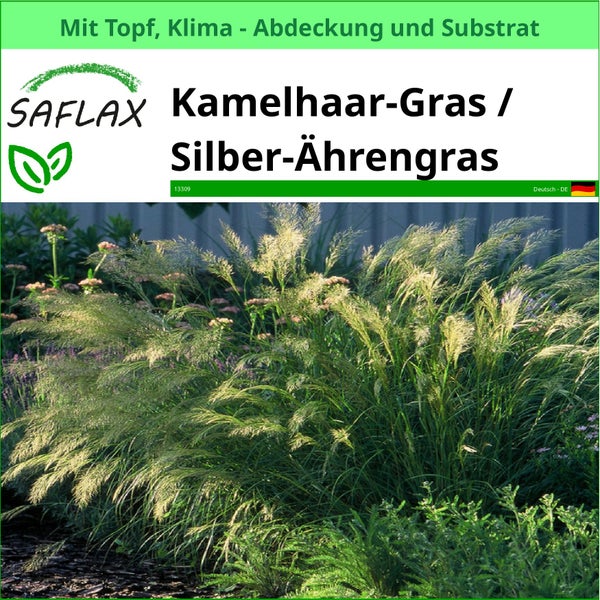 Kamelhaargras oder Silberährengras im Topf mit Klimaabdeckung und Substrat