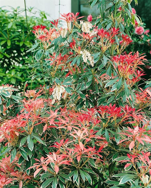 Pieris japonica 'Flaming Silver', Japanische Lavendelheide, 20–25 cm