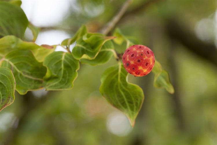 Cornus kousa chinensis 'China Girl', Chinesischer Blumen-Hartriegel, 40–60 cm