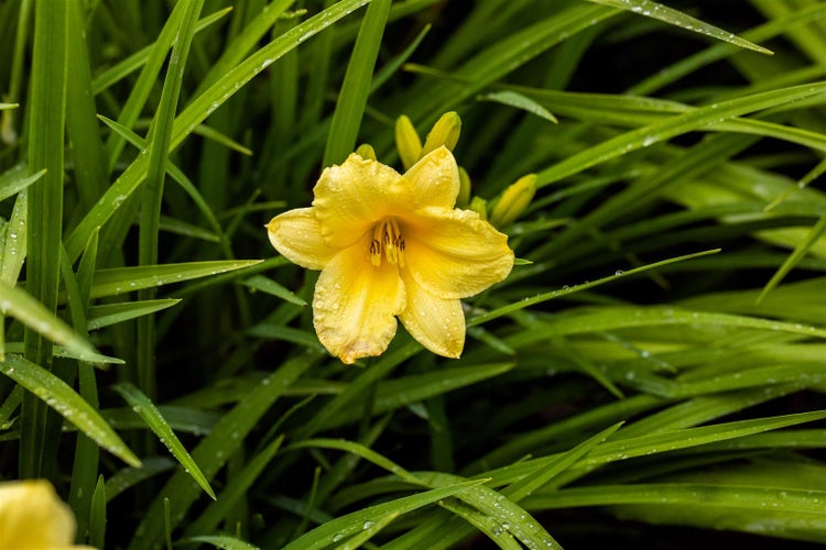 Hemerocallis x cult. 'Happy Returns', Taglilie, gelb, ca. 9x9 cm Topf