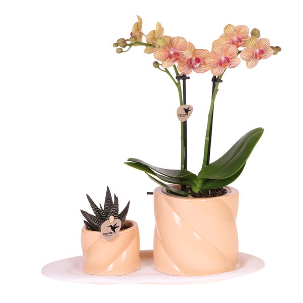 Kolibri Orchids Geschenkset Optimismus kleiner Pfirsich Grünpflanze mit orangefarbener Phalaenopsis-Orchidee in Candy-Ziertöpfen auf weißem Bio-Tablett