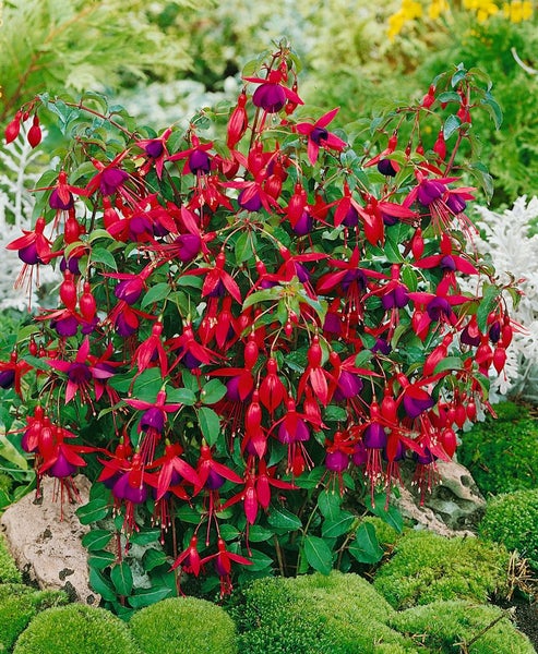 Fuchsia magellanica 'M.Popple', Fuchsie, rot-violett, ca. 9x9 cm Topf