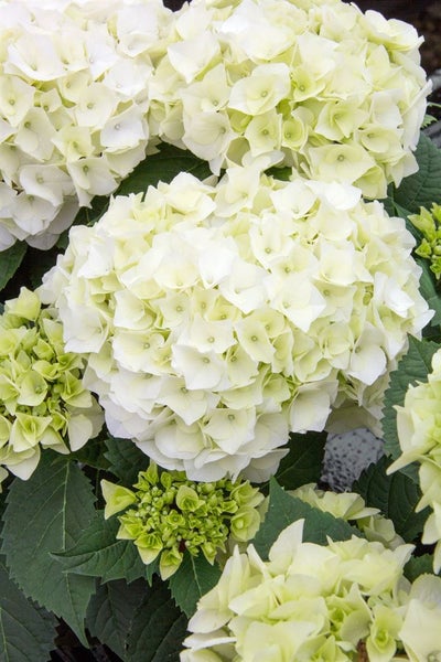 Hydrangea macrophylla 'Vanilla Sky', Hortensie, weiß, 30–40 cm