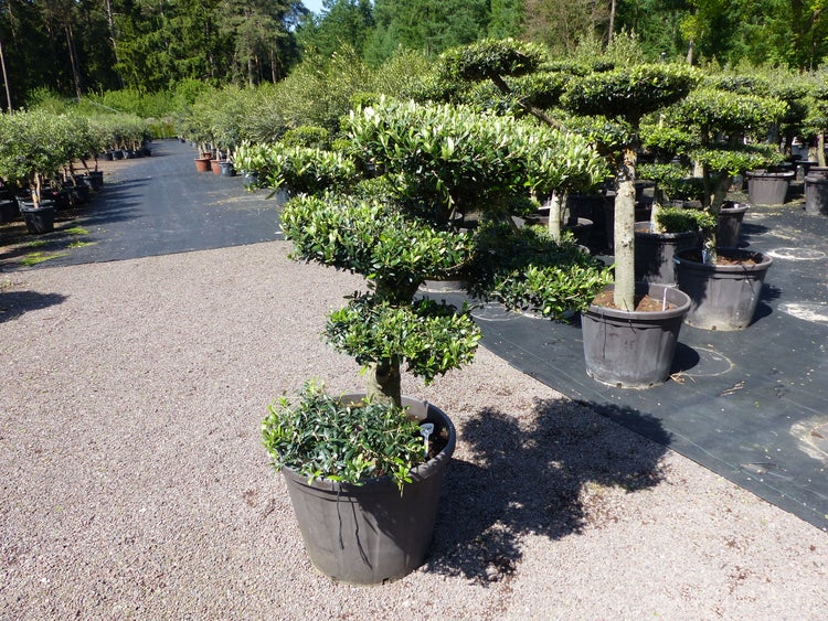 Olivenbaum 7 Pon Pon Bonsai Formgehölz Gartenbonsai Olea europaea Olive winterhart