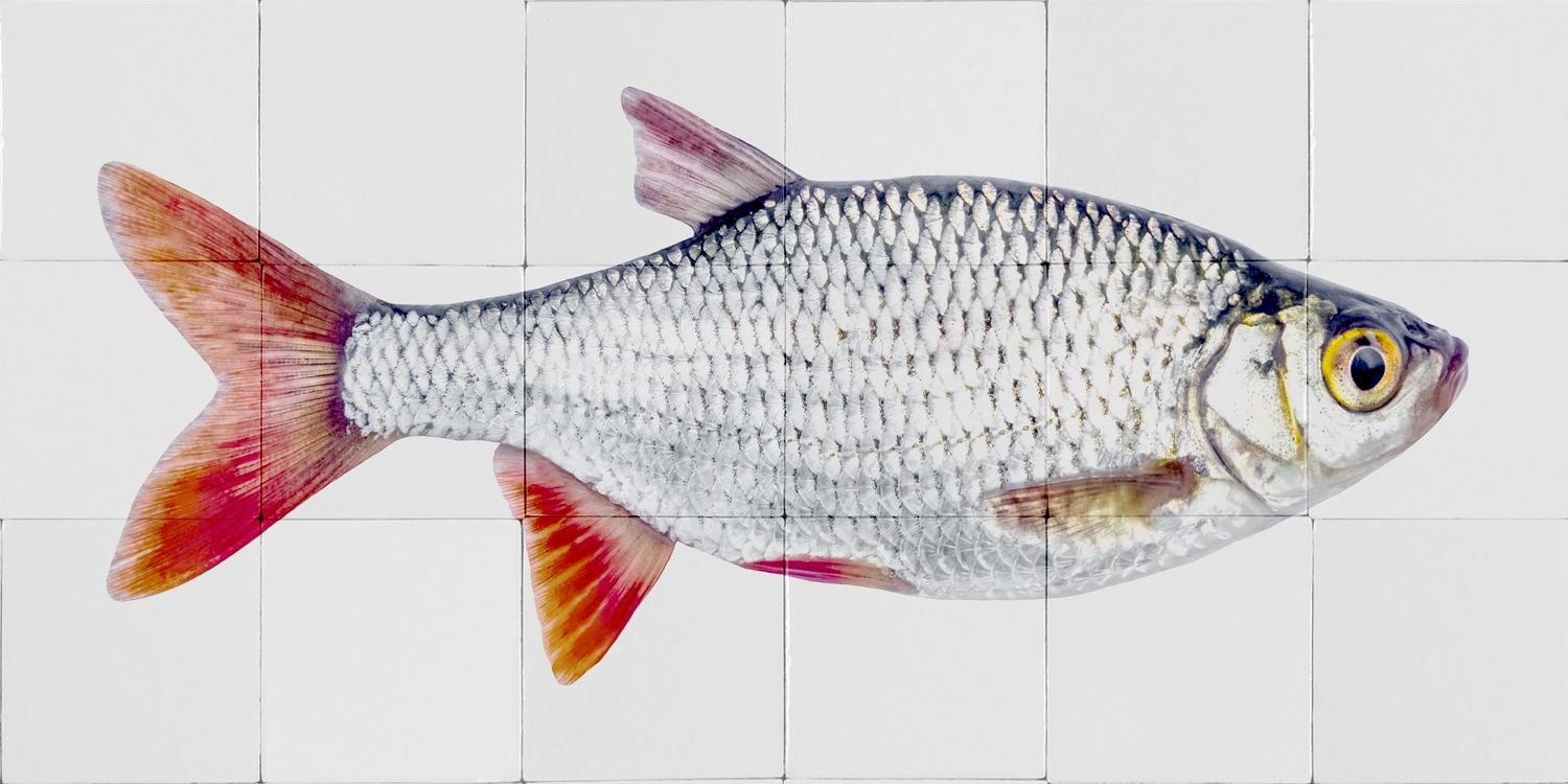 ESTAhome Wandtattoo Fisch Grau und Rot - 97 x 48,5 cm - 159029