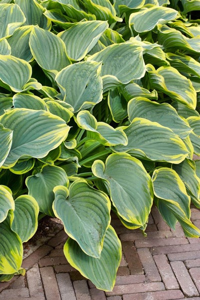 Hosta fluctuans 'Sagae', Funkie, grün-gelb, ca. 11x11 cm Topf