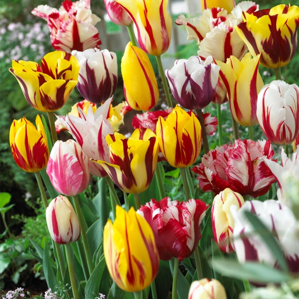 Bloomique - 20er-Mix - Tulipa-Rembrandt-Mix - Tulpenzwiebeln - Blumenzwiebeln - Frühlingsblüte - mehrjährige Pflanzen - wird bis zu 40-50 cm groß