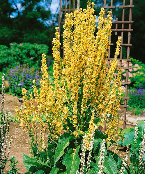 Verbascum olympicum, Königskerze, silbergrau, ca. 9x9 cm Topf
