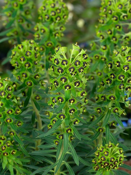 Euphorbia characias char.'Black Pearl', Wolfsmilch, dunkelgrün, ca. 11x11 cm Topf