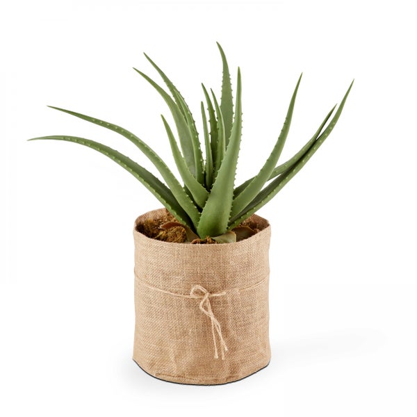 Aloe Vera Zimmerpflanze in einem mit Jute umwickelten Topf