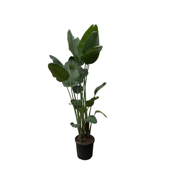 Paradiesvogelblume Nicolai XXL - 250 cm - ø50
