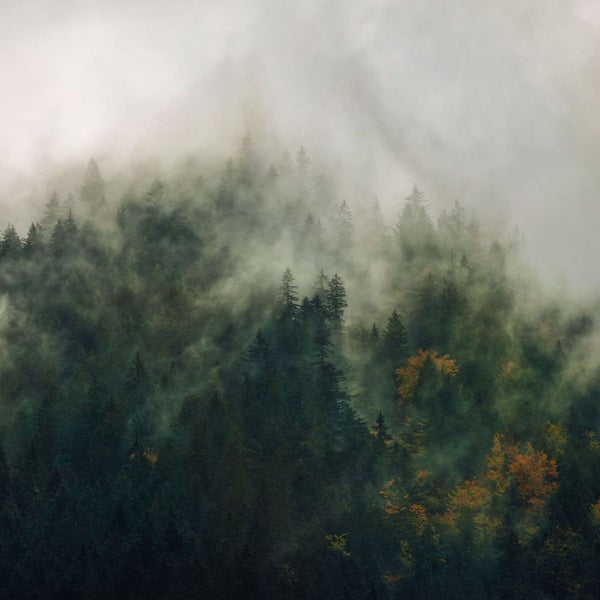 Nebelverhangener Wald mit verschiedenen Baumarten
