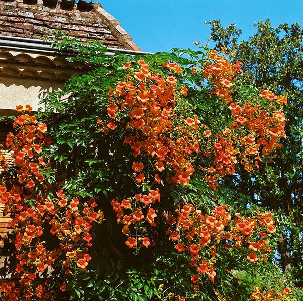 Campsis radicans, Trompetenblume, orange, 60–100 cm
