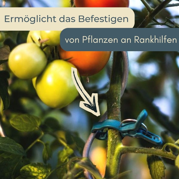 Pflanzenklammer fixiert Tomatenpflanze an Rankhilfe