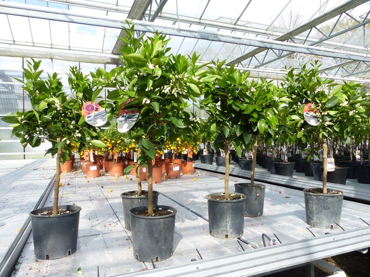 Citrus Sinensis Stamm Orangenbaum 80 - 90 cm Zitrus Orange Obstbaum