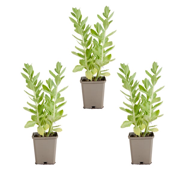 Drei Fetthennen in Töpfen