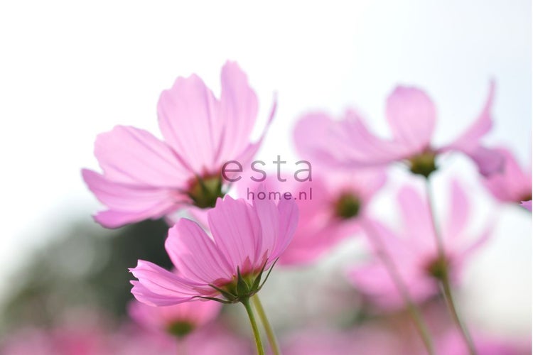 ESTAhome Fototapete Feldblumen Rosa - 418,5 cm x 279 m - 158009