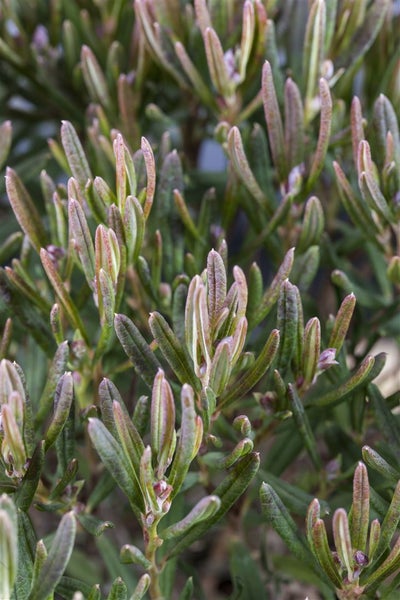 Andromeda polifolia, Rosmarinheide, 30–40 cm