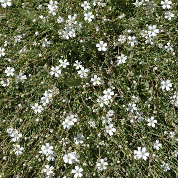 Teppich-Schleierkraut mit kleinen weißen Blüten