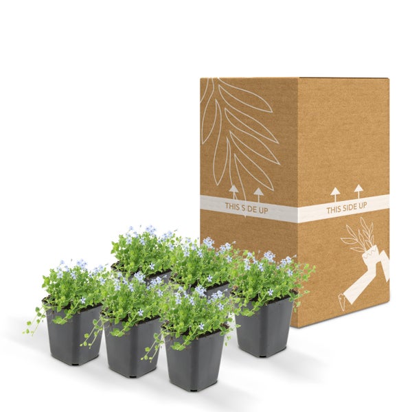 Blaukissen im Topf mit Transportkarton