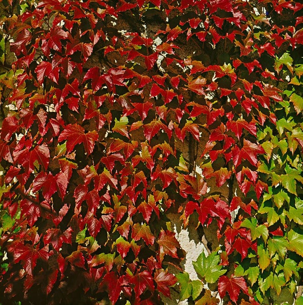Parthenocissus tricuspidata 'Veitchii Robusta', Kletterpflanze, 60–100 cm