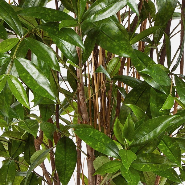 Nahaufnahme einer Pflanze mit länglichen, spitzen grünen Blättern und schlanken braunen Stielen.