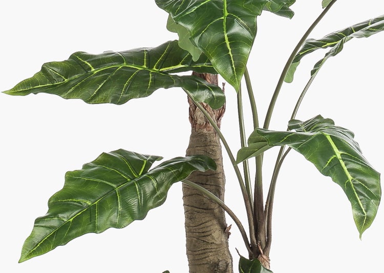 Künstliche Alocasia-Pflanze mit strukturiertem Stamm in schwarzem Topf.