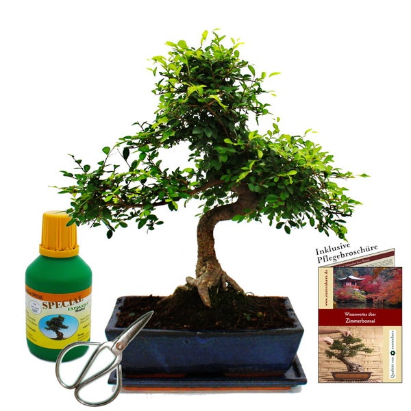 Bonsai - Ulmus parviflora - ca. 12-15 Jahre - 30cm Schale - Geschenkset mit Dünger und Schere