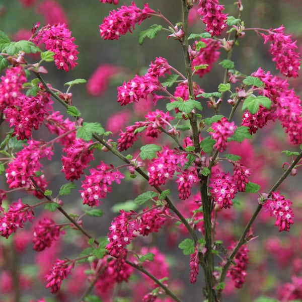 Blühende Zierjohannisbeere im Garten
