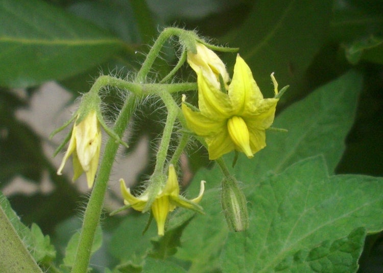 SAFLAX  - Tomate - San Marzano - Lycopersicon esculentum - 10 Samen - Mit keimfreiem Anzuchtsubstrat