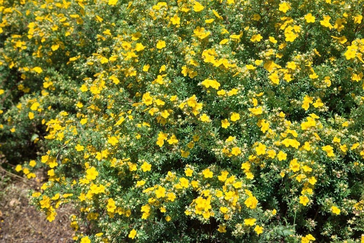 Potentilla 'Goldfinger', Fingerstrauch, gelb, ca. 9x9 cm Topf