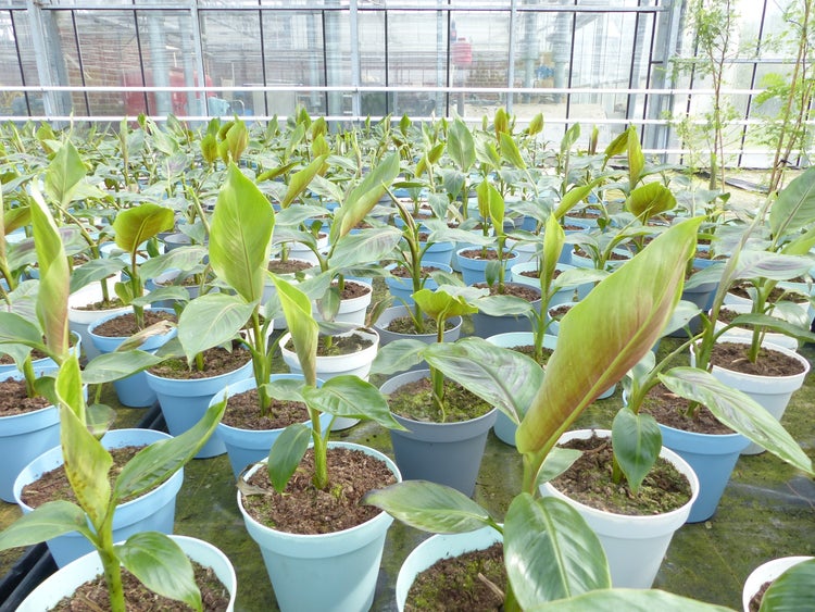 Bananenstaude Banane Musa Sikkimensis Red Tiger Banane 55 - 70 cm  winterhart Staude