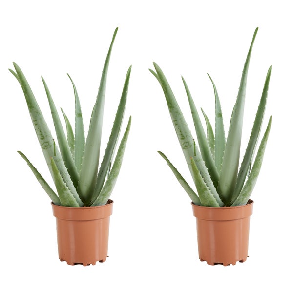 Zwei Aloe Vera Pflanzen im Topf