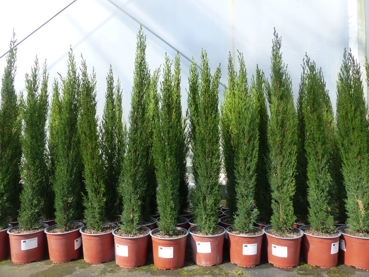 3 x Mittelmeerzypresse Cupressus Sempervirens Totem 100 - 120 cm Toskana Zypresse