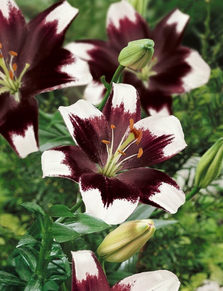 Nahaufnahme von Lilienblüten mit dunklen und hellen Blütenblättern