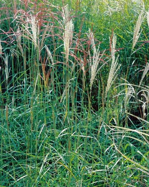 Chinaschilf im Garten, Ziergras