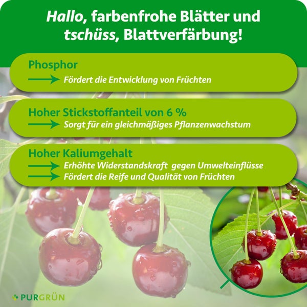 Infografik zu Dünger gegen Blattverfärbung: Phosphor für Früchte, 6 Prozent Stickstoff für Wachstum, Kalium für Widerstandskraft. Purgrün Logo.