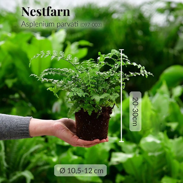 Nestfarn Duo