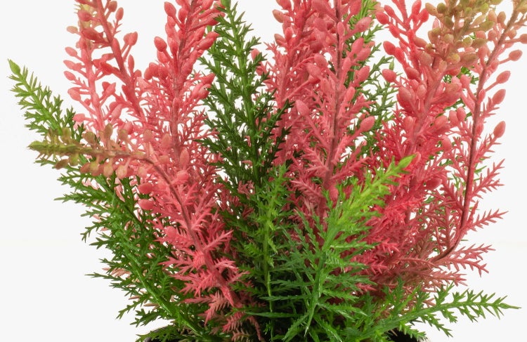 Künstliche Heidekrautpflanze mit roten Blüten und grünen Zweigen.