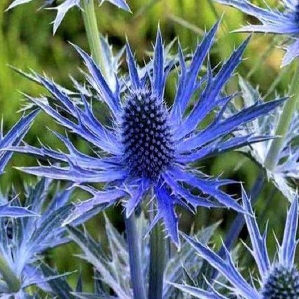Blaue Edeldistel mit stacheligen Blättern