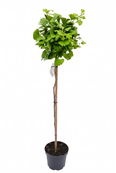 Ginkgo biloba als Stämmchen im Kunststofftopf
