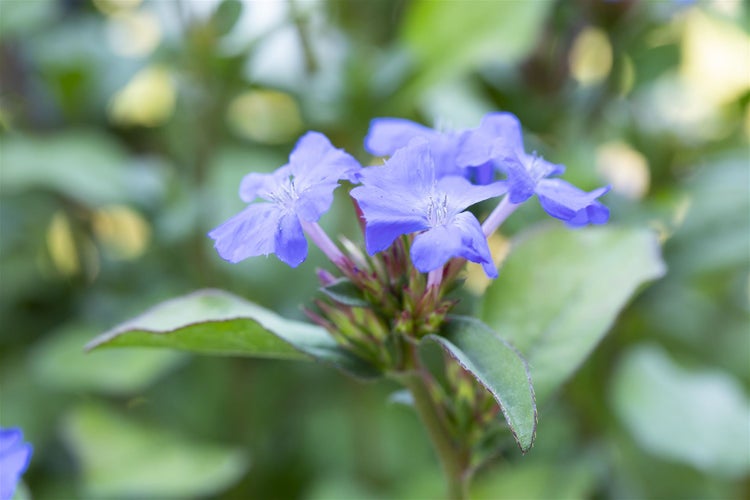 Ceratostigma plumbaginoides, Bleiwurz, blau blühend, ca. 9x9 cm Topf