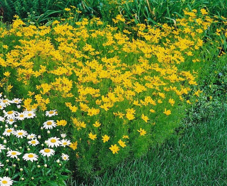 Coreopsis verticillata 'Grandiflora', Mädchenauge, gelb, ca. 9x9 cm Topf