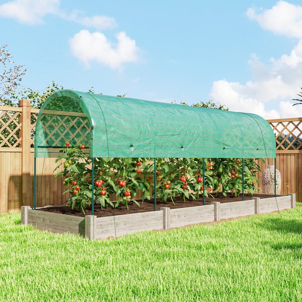 Tomatengewächshaus in Tunnelform über einem Hochbeet aus Holz mit reifen Tomatenpflanzen im Garten.