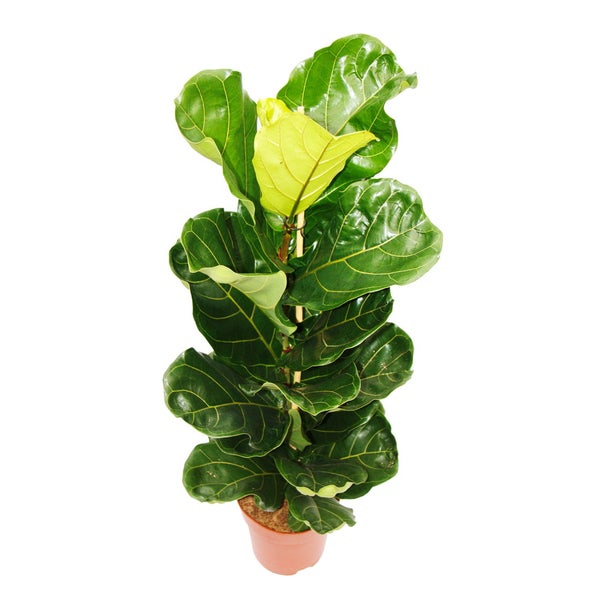 Ficus lyrata - Geigenfeige - Solitärpflanze im 24cm Topf
