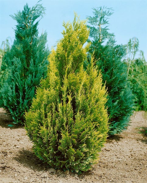 Chamaecyparis lawsoniana 'Alumigold', Gelbe Scheinzypresse, 100–125 cm