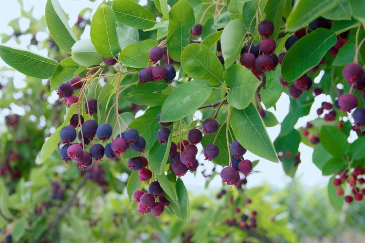 Amelanchier lamarckii, Kupfer-Felsenbirne, weiß, 40–60 cm
