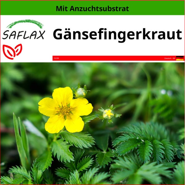 SAFLAX  - Gänsefingerkraut - Potentilla anserina - 20 Samen - Mit keimfreiem Anzuchtsubstrat